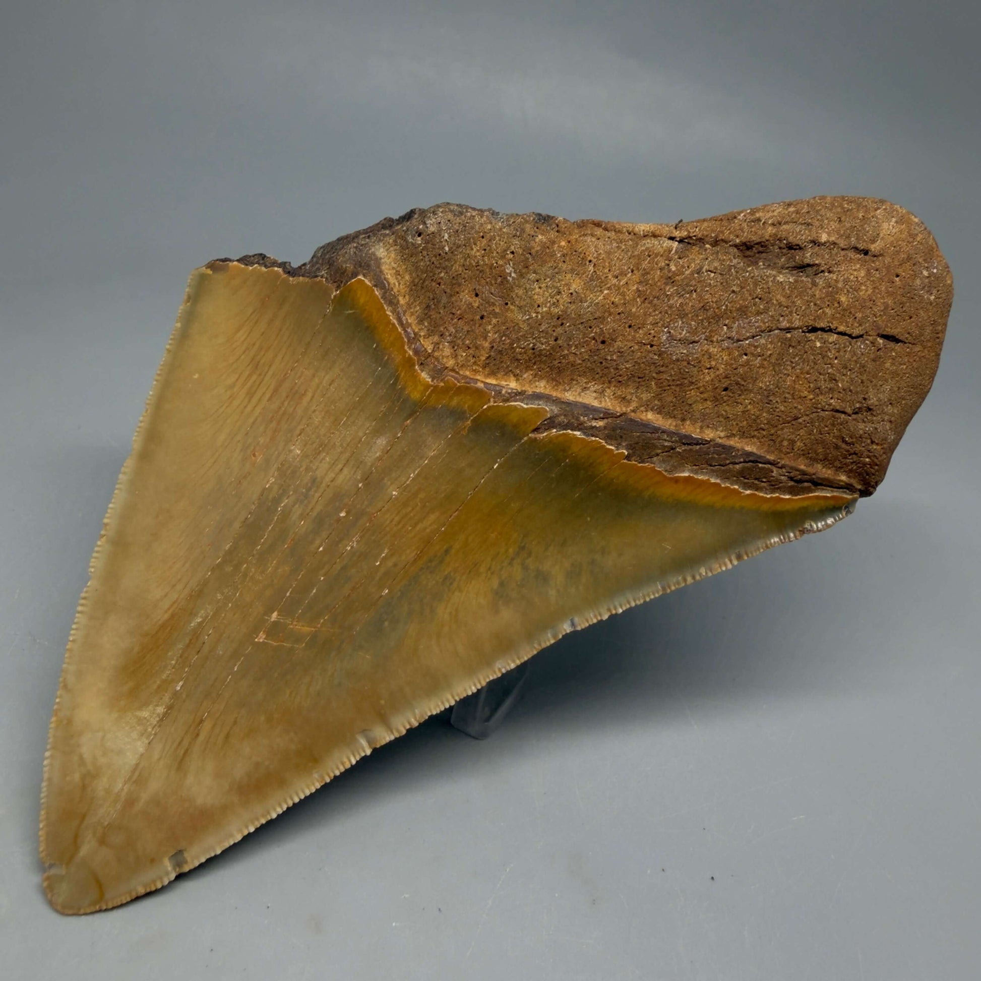 Back Right View Colorful 5.25" Authentic Megalodon Tooth – North Carolina Fossil | Carcharocles megalodon CM6460 