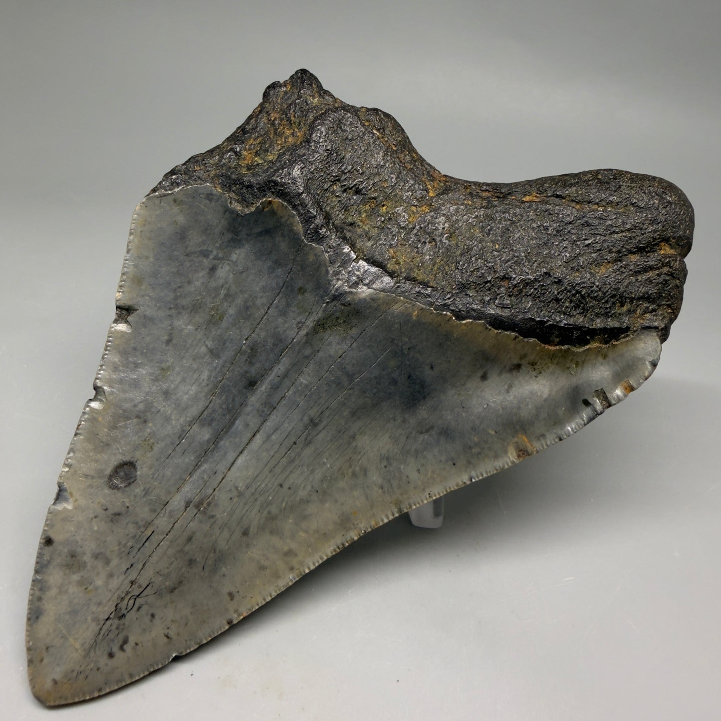 Back Right View Colorful 5.29" Authentic Megalodon Tooth – North Carolina Fossil | Carcharocles megalodon megalodonteeth.com 