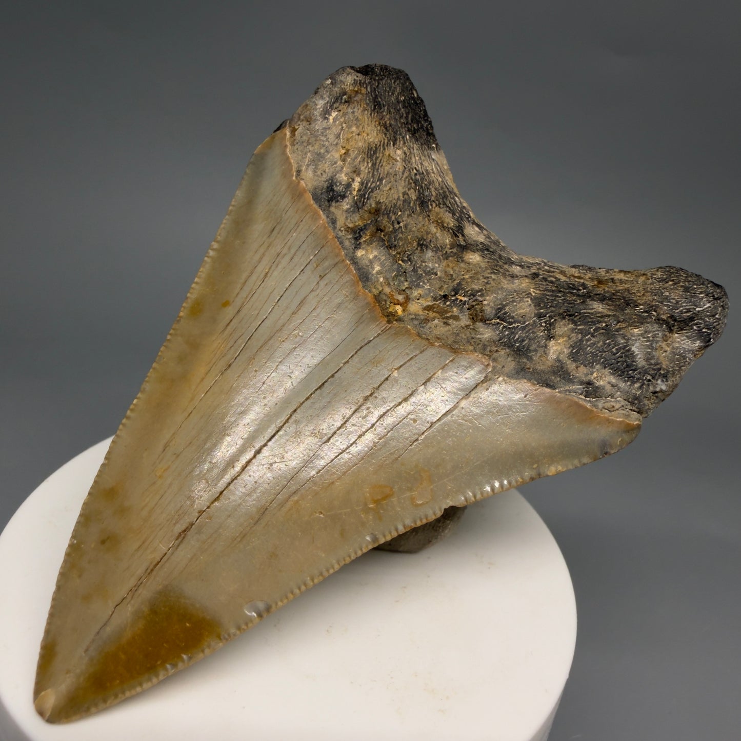 Back Right View Colorful Lower 3.27" Fossil Megalodon Tooth from North Carolina - megalodonteeth.com CM6500