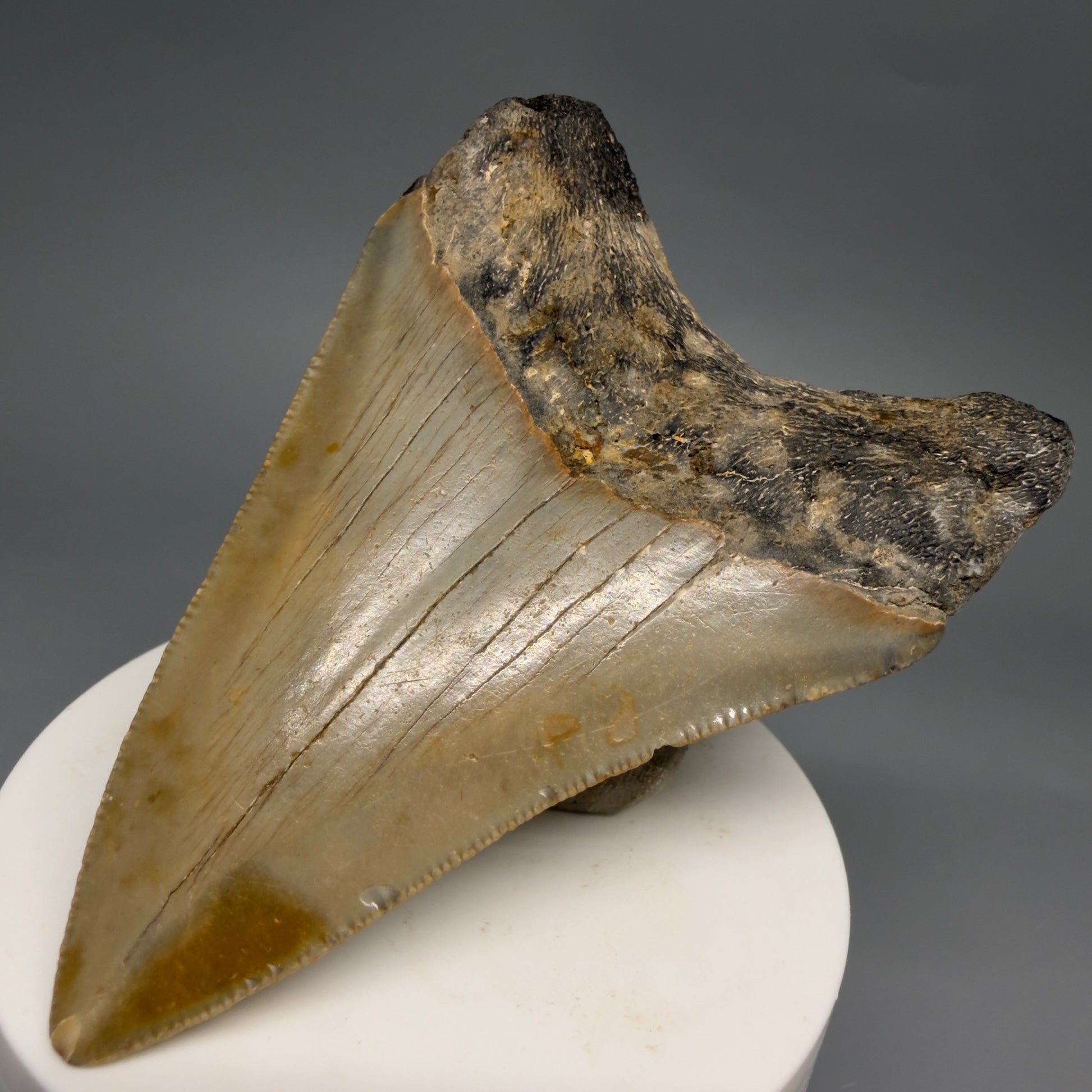 Back Right View Colorful Lower 3.27" Fossil Megalodon Tooth from North Carolina - megalodonteeth.com CM6500
