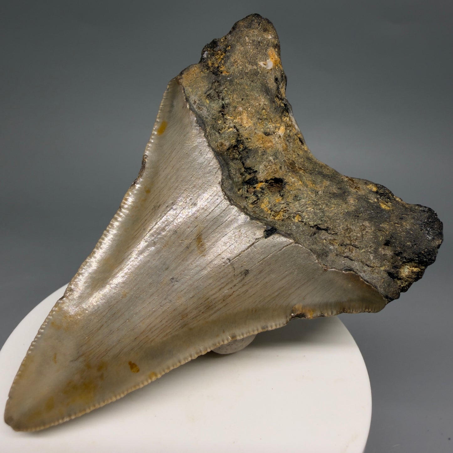 Back Right View Colorful Lower 3.32" Fossil Megalodon Tooth from North Carolina - megalodonteeth.com CM6577