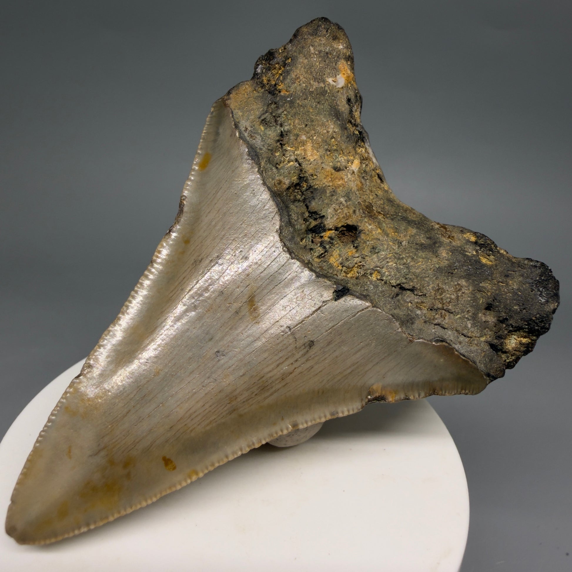Back Right View Colorful Lower 3.32" Fossil Megalodon Tooth from North Carolina - megalodonteeth.com CM6577