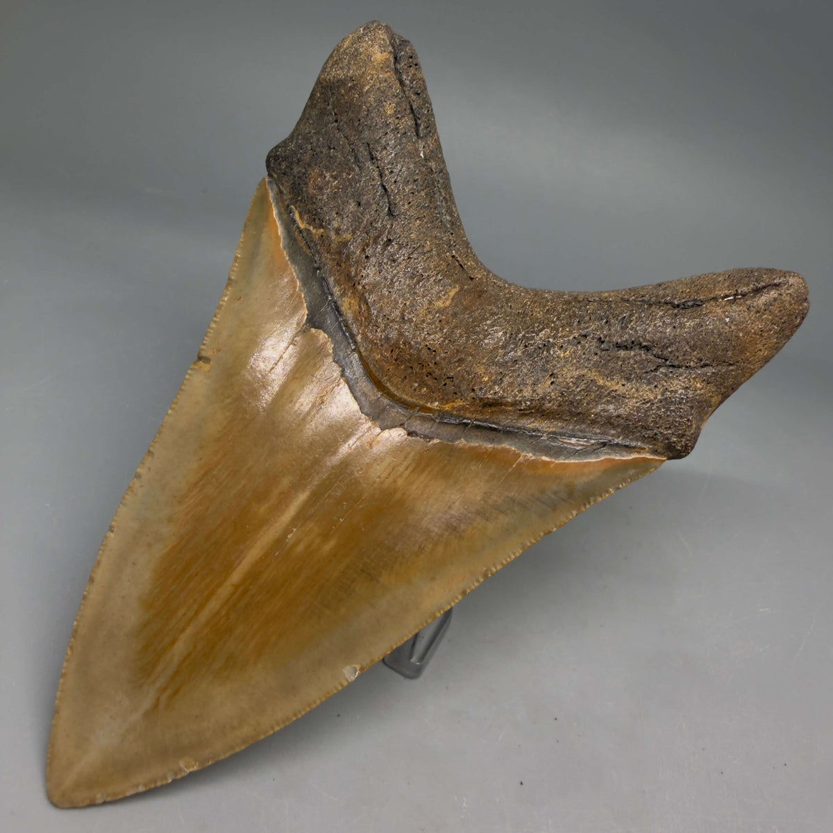 Back Right View Colorful Lower 4.67" Authentic Megalodon Tooth – North Carolina Fossil | Carcharocles megalodon megalodonteeth.com CM6658
