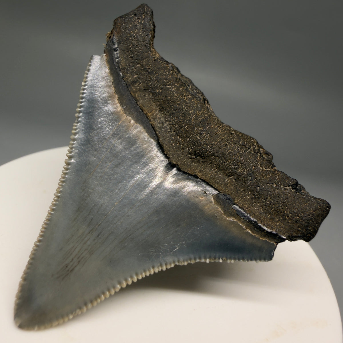 Back Right View Colorful, Sharply serrated 2.12" Fossil Megalodon Tooth – South Carolina River Find | Authentic megalodonteeth.com CM6731