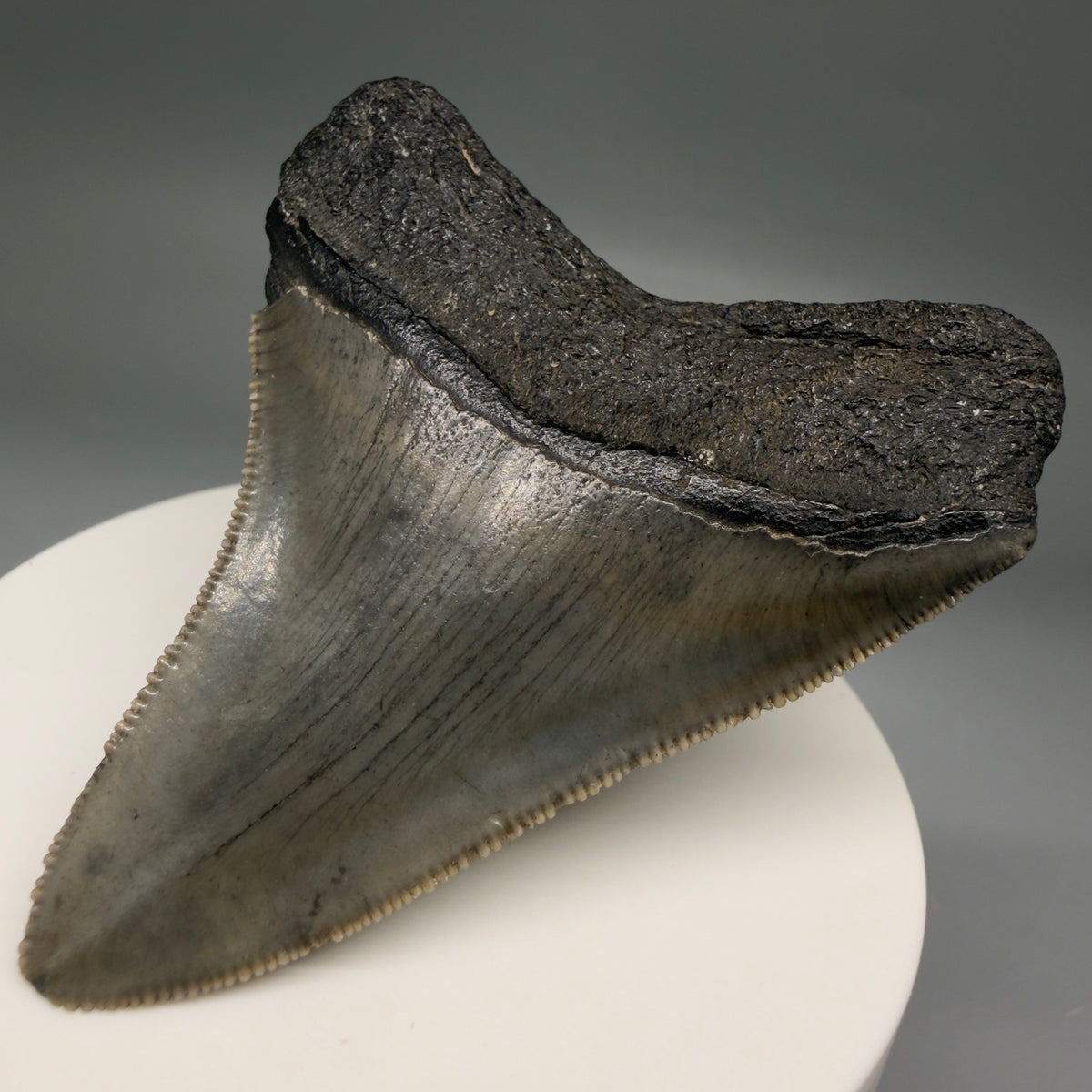 Back Right View Colorful, Sharply serrated 2.57" Fossil Megalodon Tooth – South Carolina River Find | Authentic megalodonteeth.com CM6739