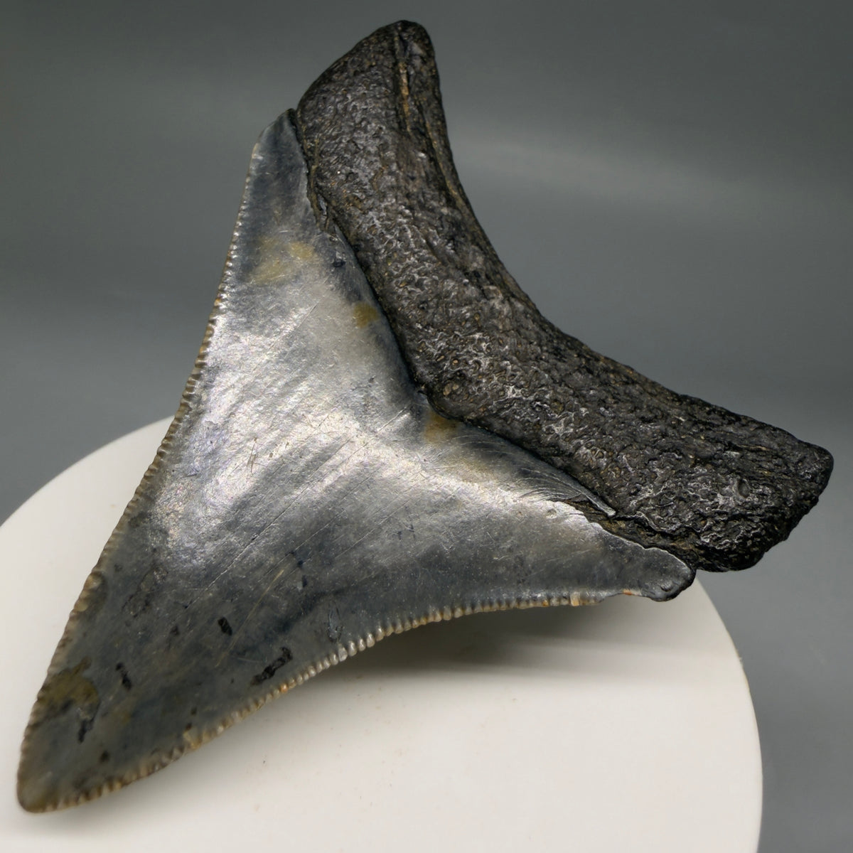 Back Right View Colorful, Sharply serrated 2.79" Fossil Megalodon Tooth – South Carolina River Find | Authentic megalodonteeth.com CM6741