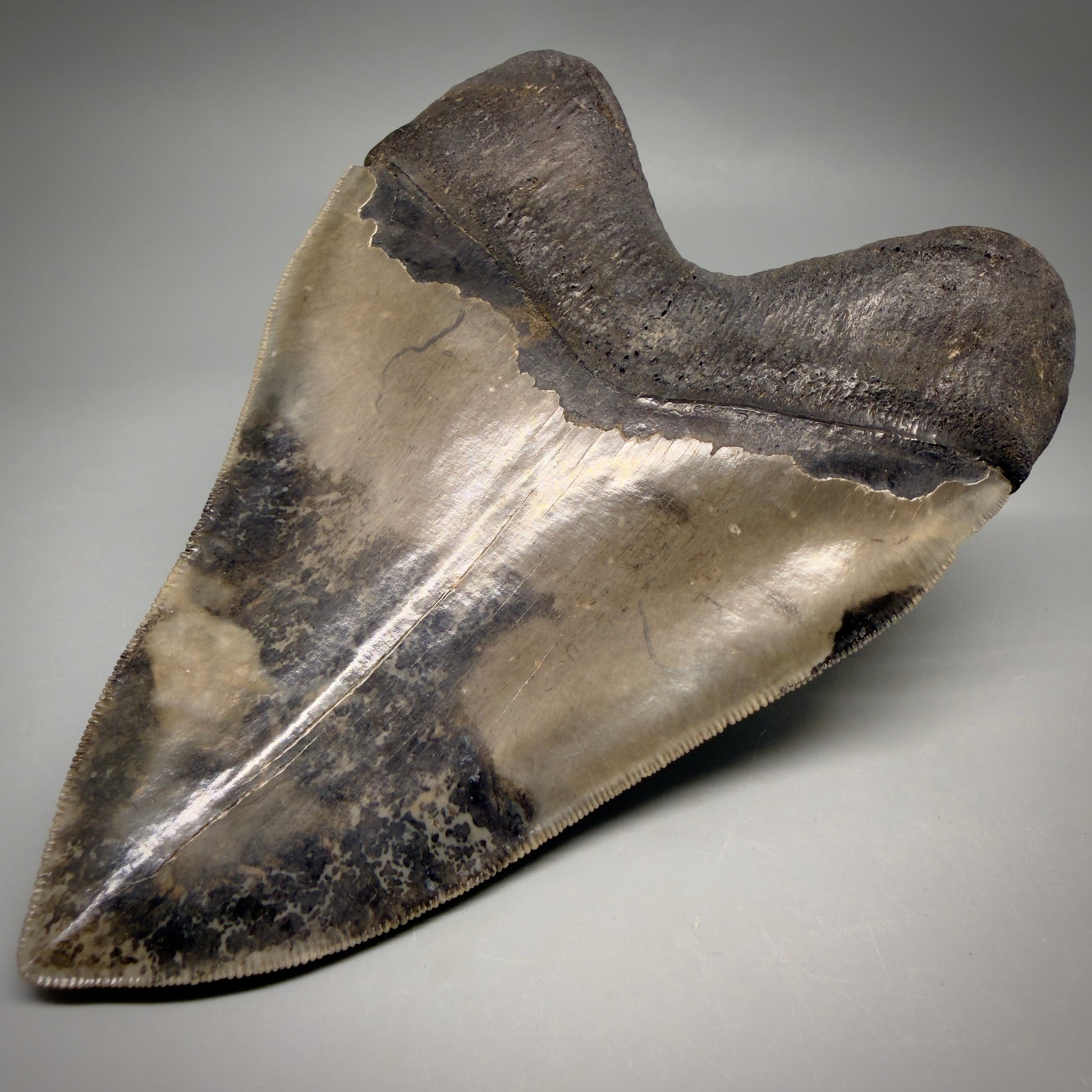 Back Right View Colorful, collector's quality 5.75" Fossil Monster Megalodon Tooth - South Carolina, USA megalodonteeth.com CM6607