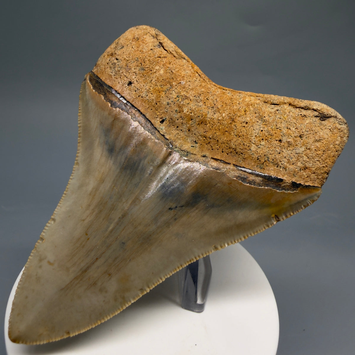 Back Right View Colorful, heart-shaped 3.47" Fossil Megalodon Tooth from North Carolina - megalodonteeth.com CM6767