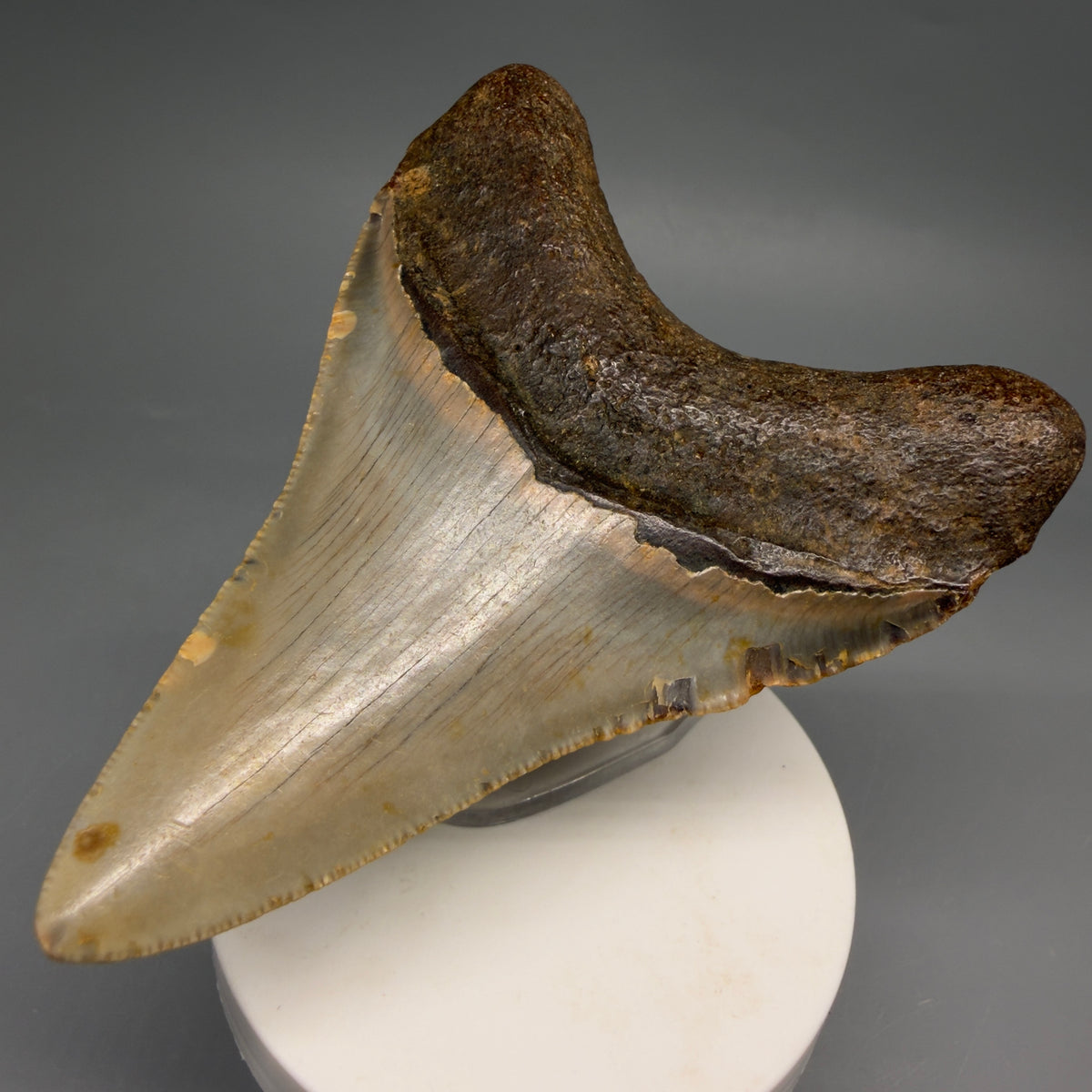 Back Right View Colorful, heart-shaped 3.63" Fossil Megalodon Tooth from North Carolina - megalodonteeth.com CM6643