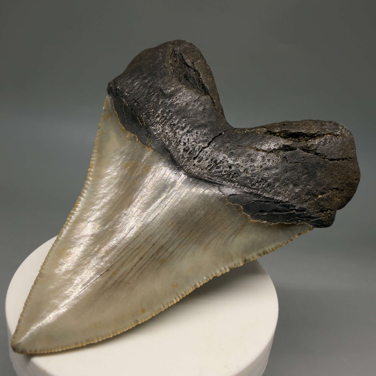 Back Right View Colorful, heart-shaped 3.67" Fossil Megalodon Tooth from North Carolina - megalodonteeth.com CM6804
