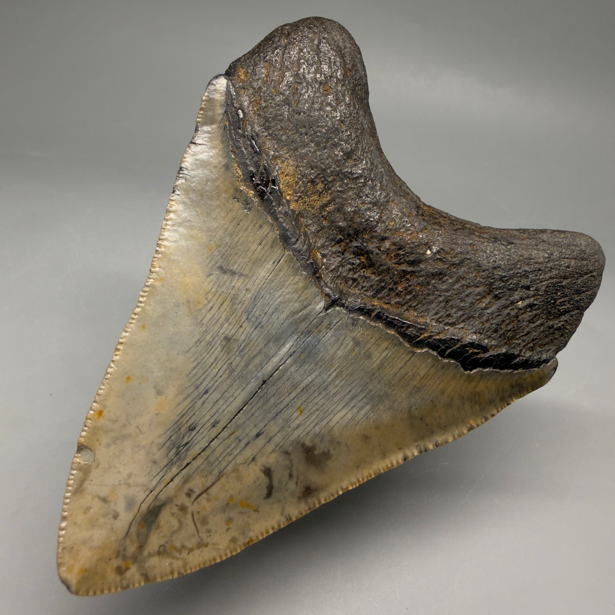 Back Right View Colorful, heart-shaped 3.68" Fossil Megalodon Tooth from North Carolina - megalodonteeth.com CM6646