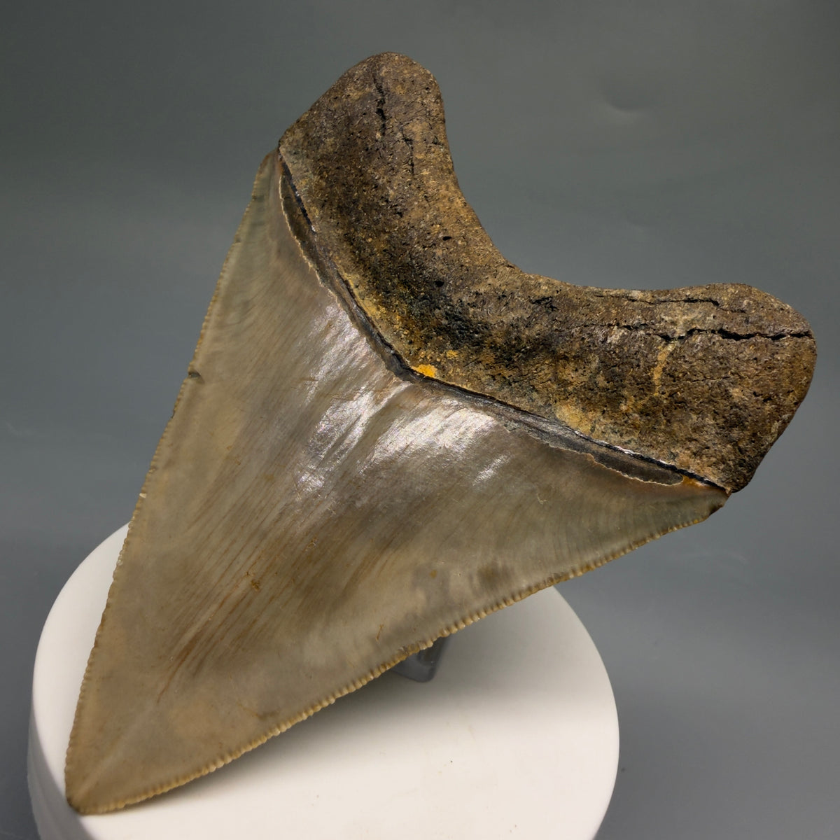 Back Right View Colorful, heart-shaped 3.70" Fossil Megalodon Tooth from North Carolina - megalodonteeth.com CM6772