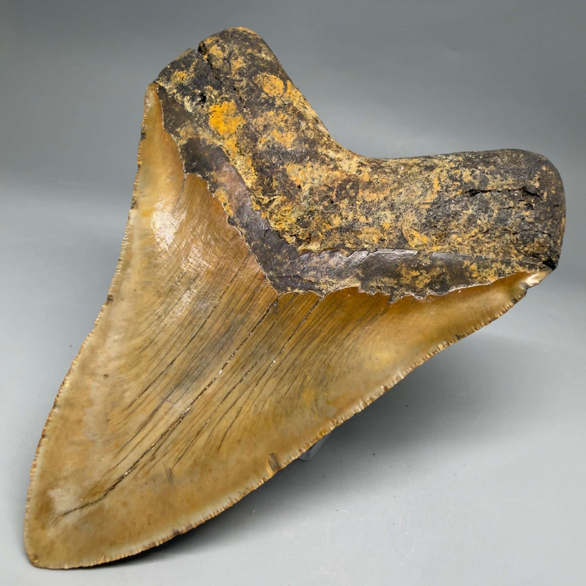 Back Right View Colorful, heart-shaped 5.29" Authentic Megalodon Tooth – North Carolina Fossil | Carcharocles megalodon megalodonteeth.com CM6715