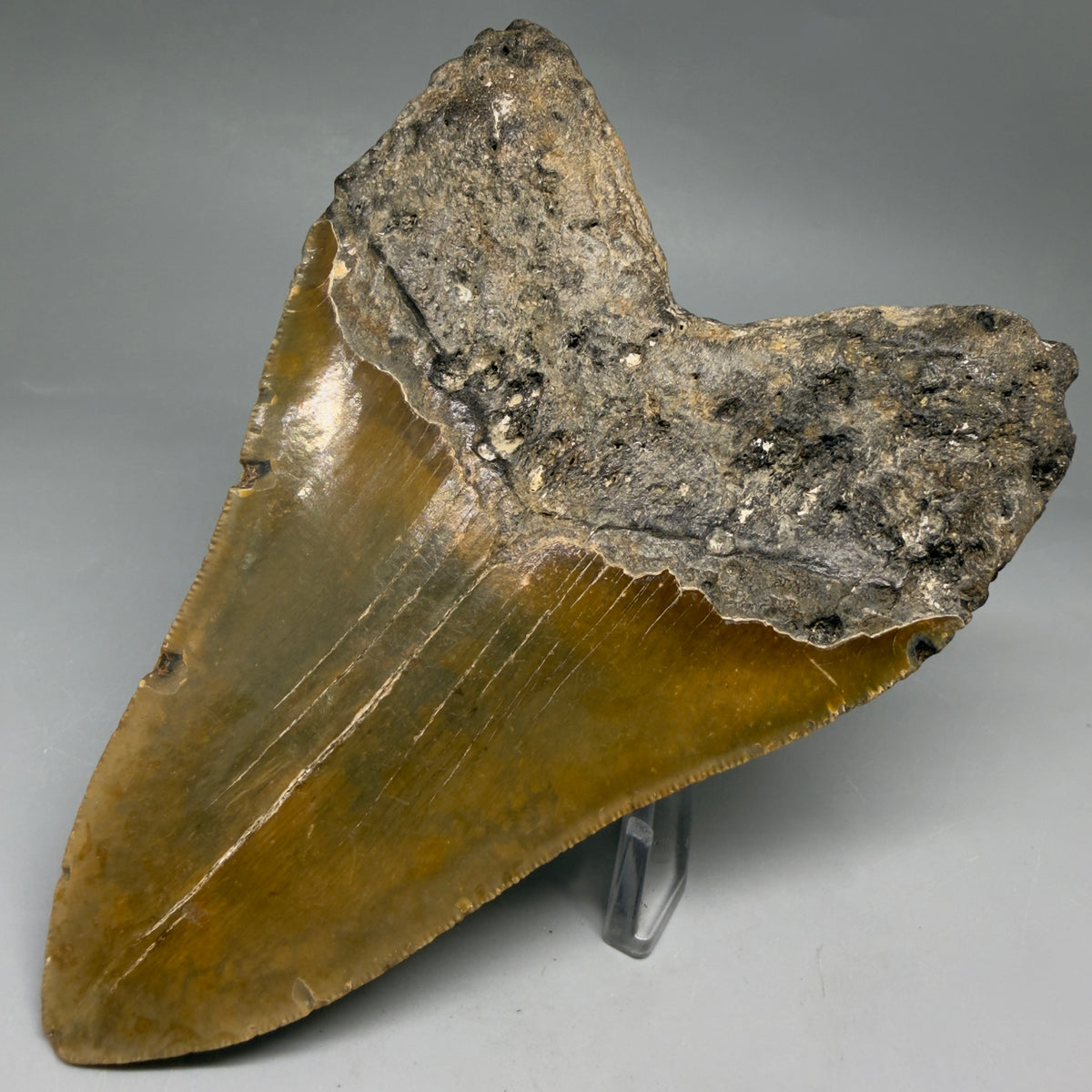 Back Right View Colorful, heart-shaped 5.44" Authentic Megalodon Tooth – North Carolina Fossil | Carcharocles megalodon megalodonteeth.com MJ107