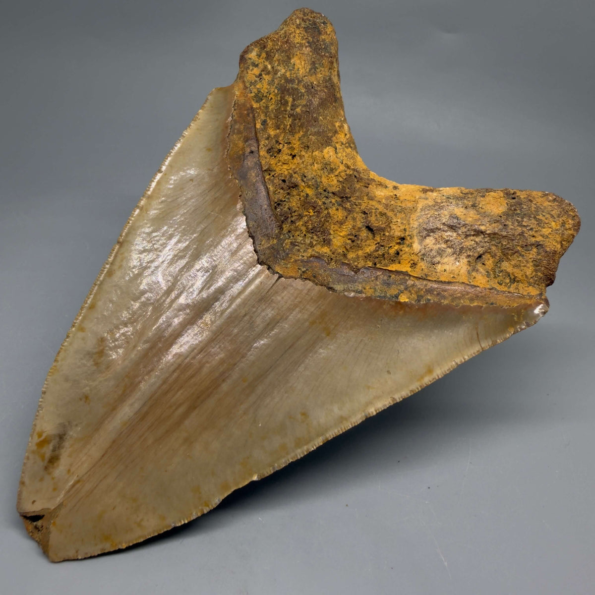 Back Right View Colorful, heart-shaped 5.73" Authentic Megalodon Tooth – North Carolina Fossil | Carcharocles megalodon megalodonteeth.com CM6717 