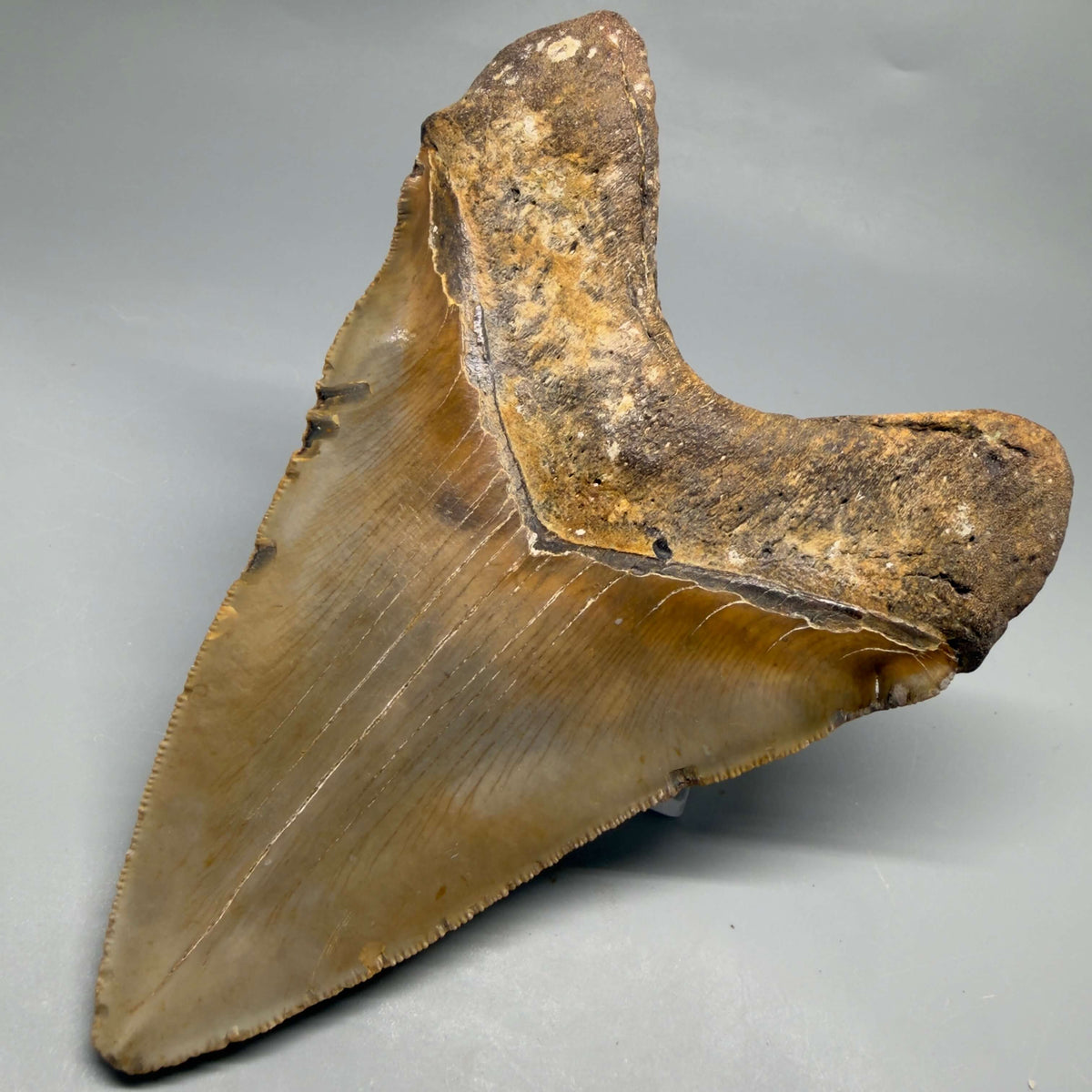 Back Right View Colorful, heart-shaped 5.90" Authentic Megalodon Tooth – North Carolina Fossil | Carcharocles megalodon megalodonteeth.com CM6718 