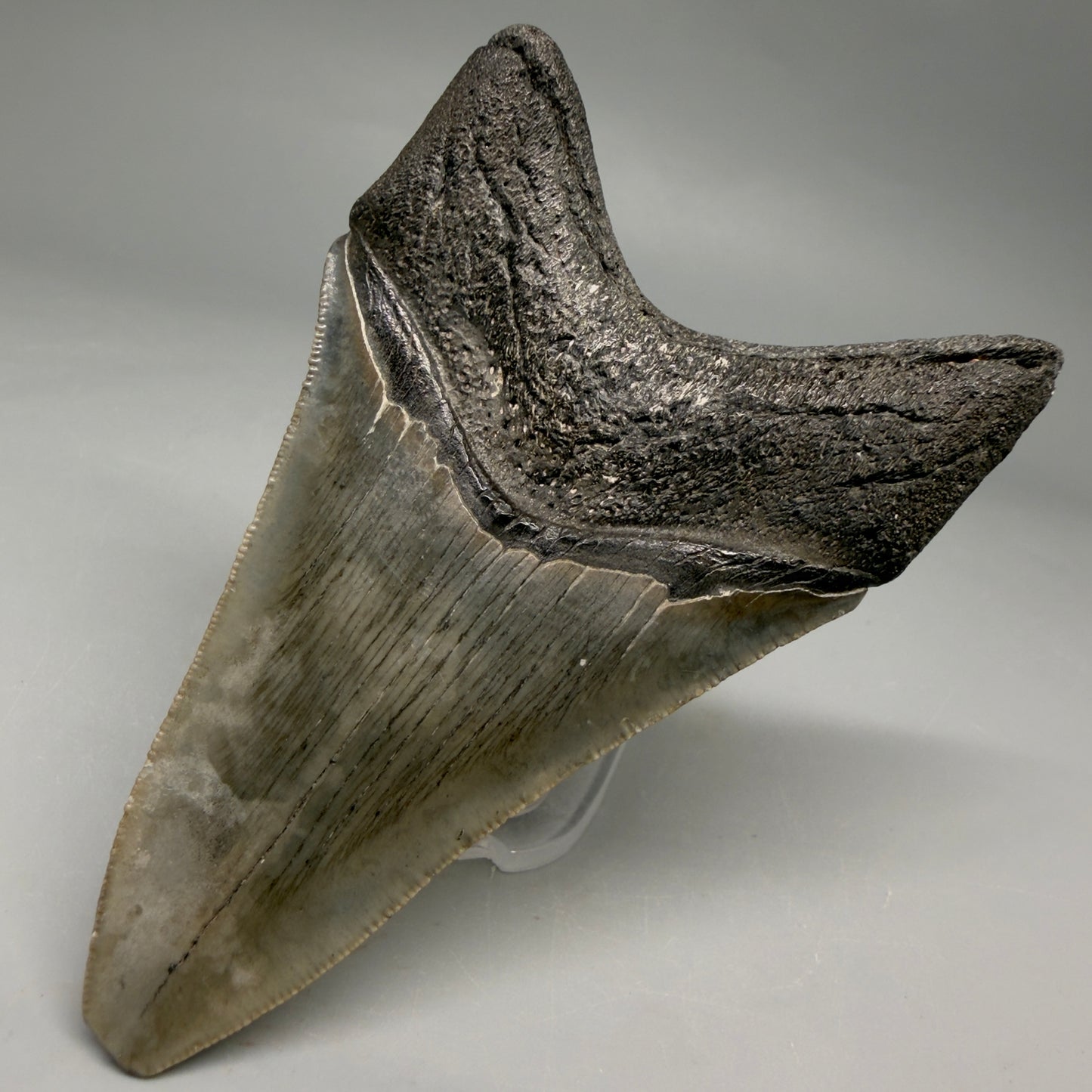 Back Right View Colorful lower, sharply serrated 3.72" Fossil Megalodon Tooth from South Carolina megalodonteeth.com CM6568