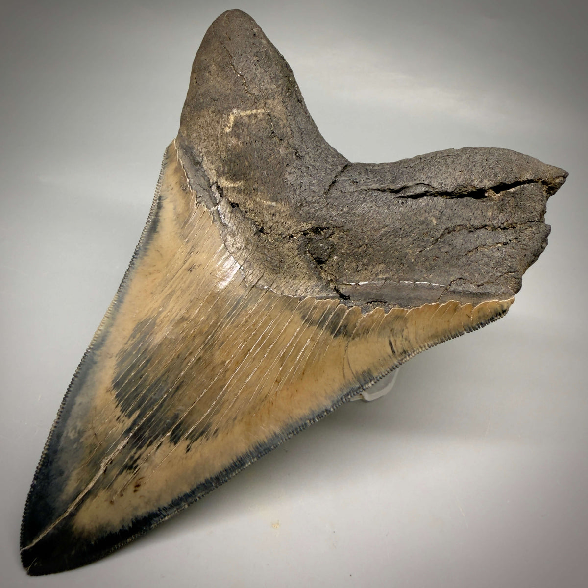 Back Right View Colorful lower, sharply serrated 5.33" Fossil Megalodon Tooth from South Carolina megalodonteeth.com CM6702 