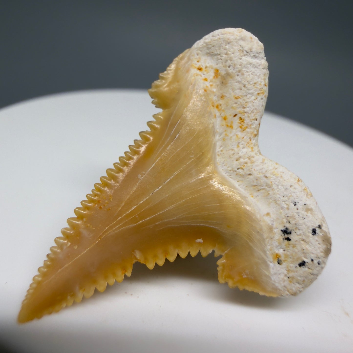Back Right View Colorful, serrated 1.20" Fossil Carcharocles sokolowi (auriculatus) Shark Tooth - Western Sahara AU400 