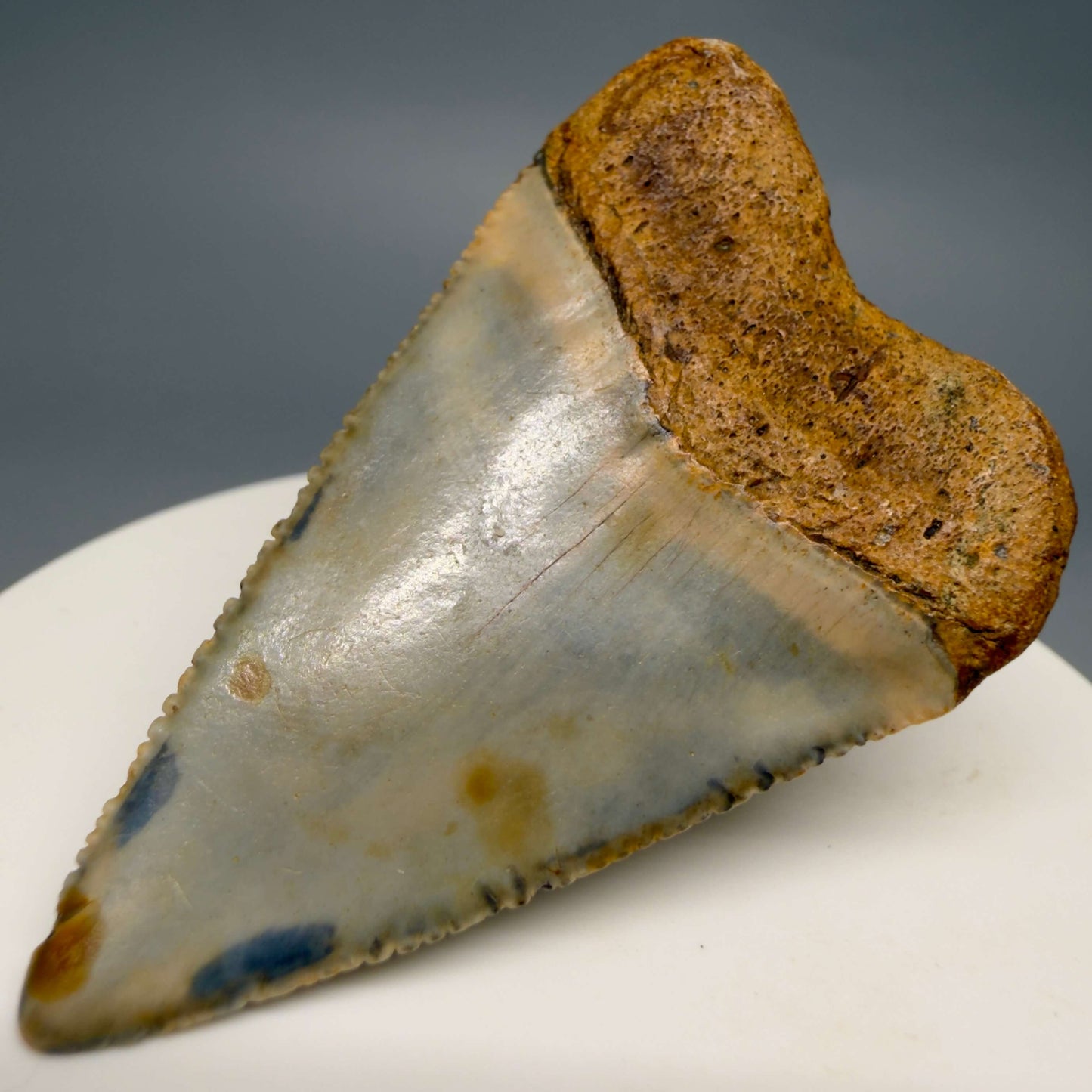 Back Right View Colorful, serrated 2.12" Fossil Great White Shark Tooth - from North Carolina GW1367 