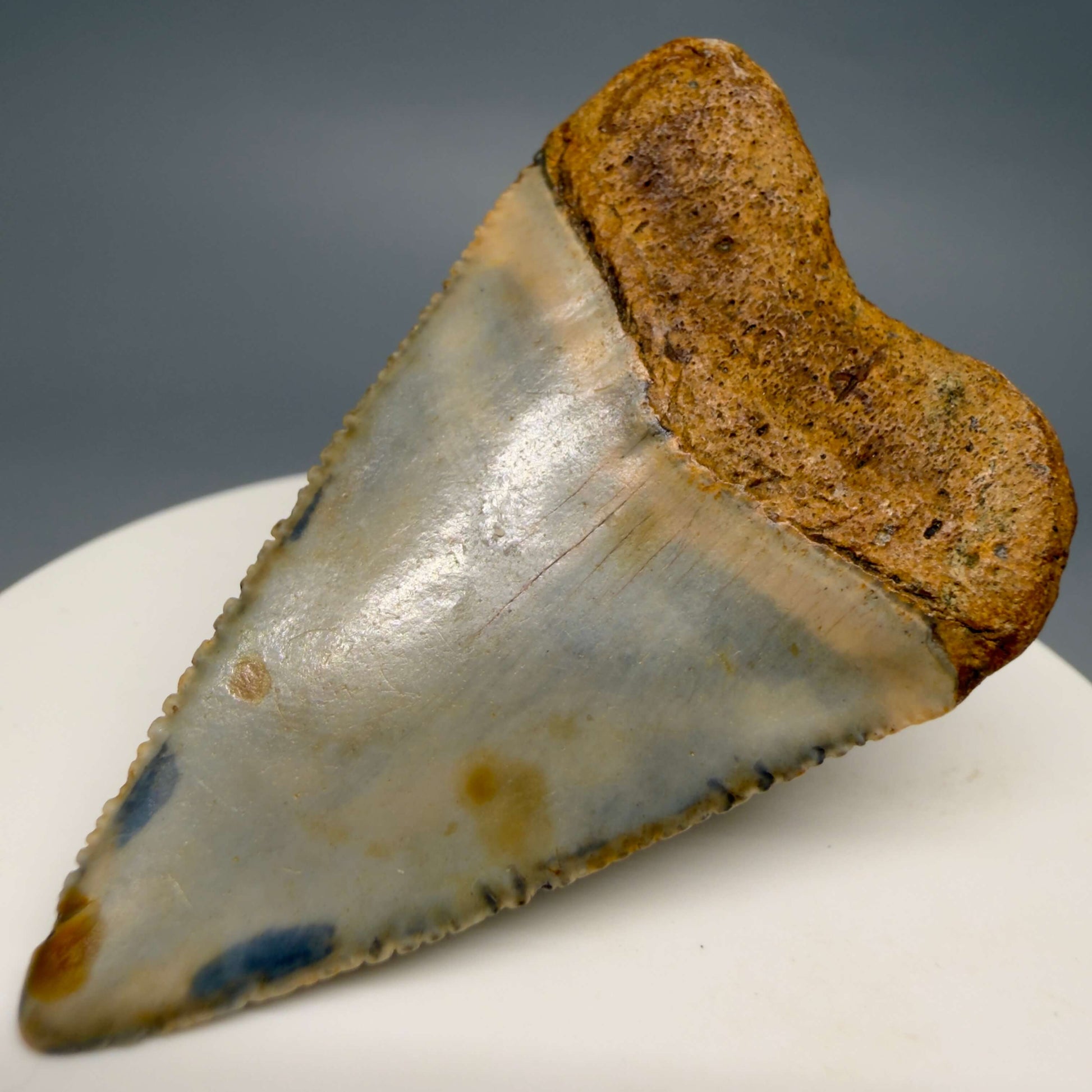 Back Right View Colorful, serrated 2.12" Fossil Great White Shark Tooth - from North Carolina GW1367 