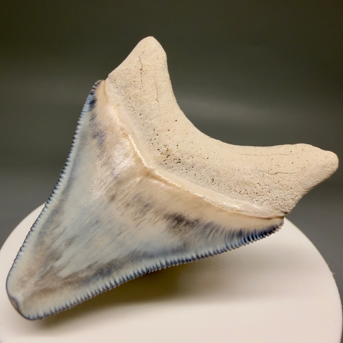 Back Right View Colorful, serrated 2.15" Fossil Megalodon Shark Tooth - Bone Valley, Florida megalodonteeth.com CM6742