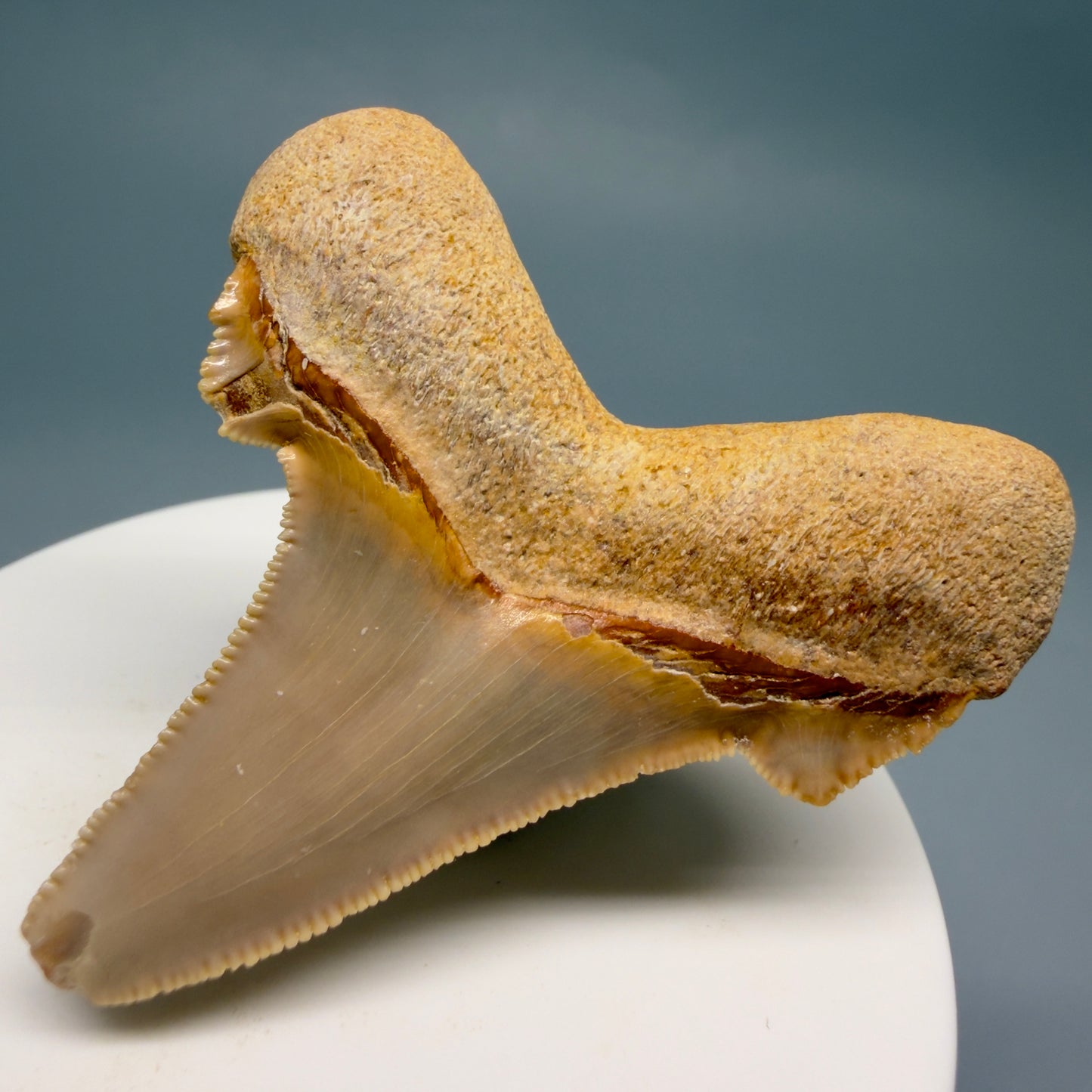 Back Right View Colorful, serrated 2.20" Fossil Carcharocles sokolowi (auriculatus) Shark Tooth - Western Sahara AU401
