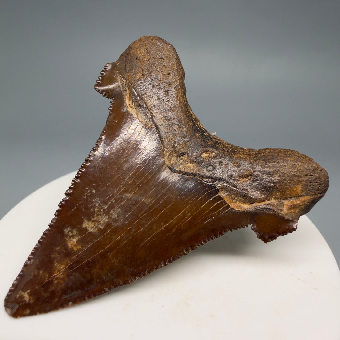 Back Right View Colorful, serrated 2.30" Fossil Carcharocles Sokolowi Shark Tooth - Suwannee River, Florida AU405 