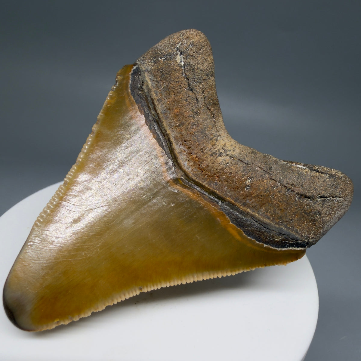 Back Right View Colorful, serrated 2.40" Fossil Megalodon Shark Tooth - Bone Valley, Florida megalodonteeth.com CM6744 CM6744