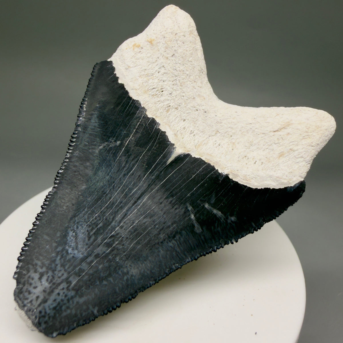 Back Right View Colorful, serrated 2.47" Fossil Megalodon Shark Tooth - Bone Valley, Florida megalodonteeth.com CM6743 