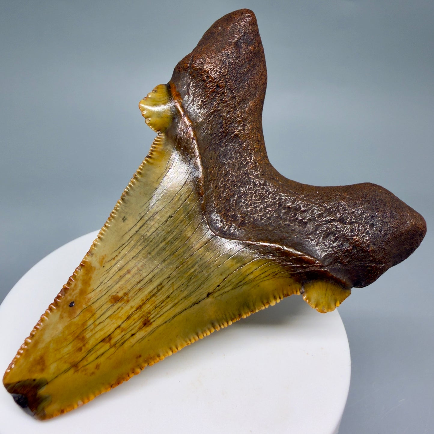 Back Right View Colorful, serrated 3.19" Fossil Carcharocles Sokolowi Shark Tooth - Suwannee River, Florida AU406