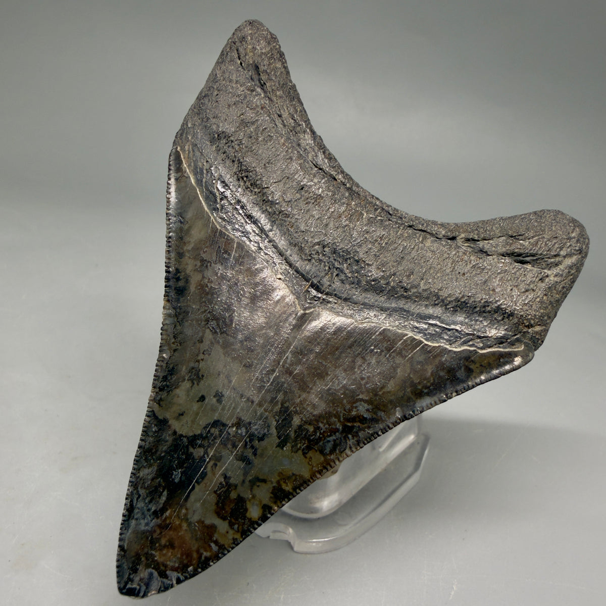 Back Right View Colorful, serrated 3.24" Fossil Megalodon Tooth from South Carolina megalodonteeth.com CM6558