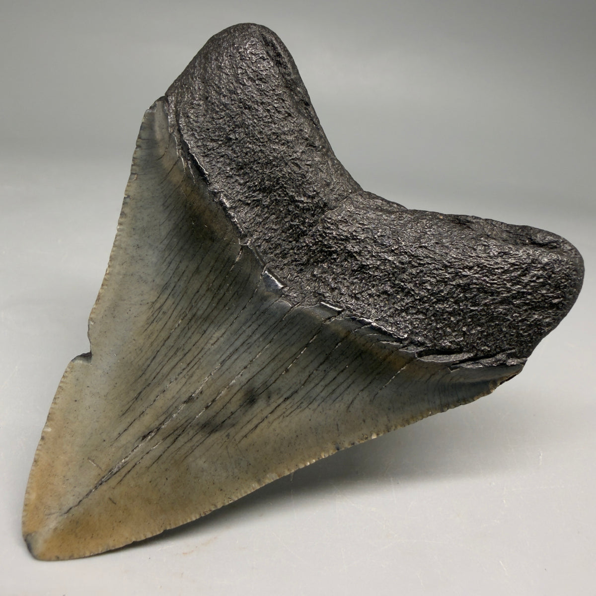 Back Right View Colorful, serrated 3.29" Fossil Megalodon Tooth from South Carolina megalodonteeth.com CM6559