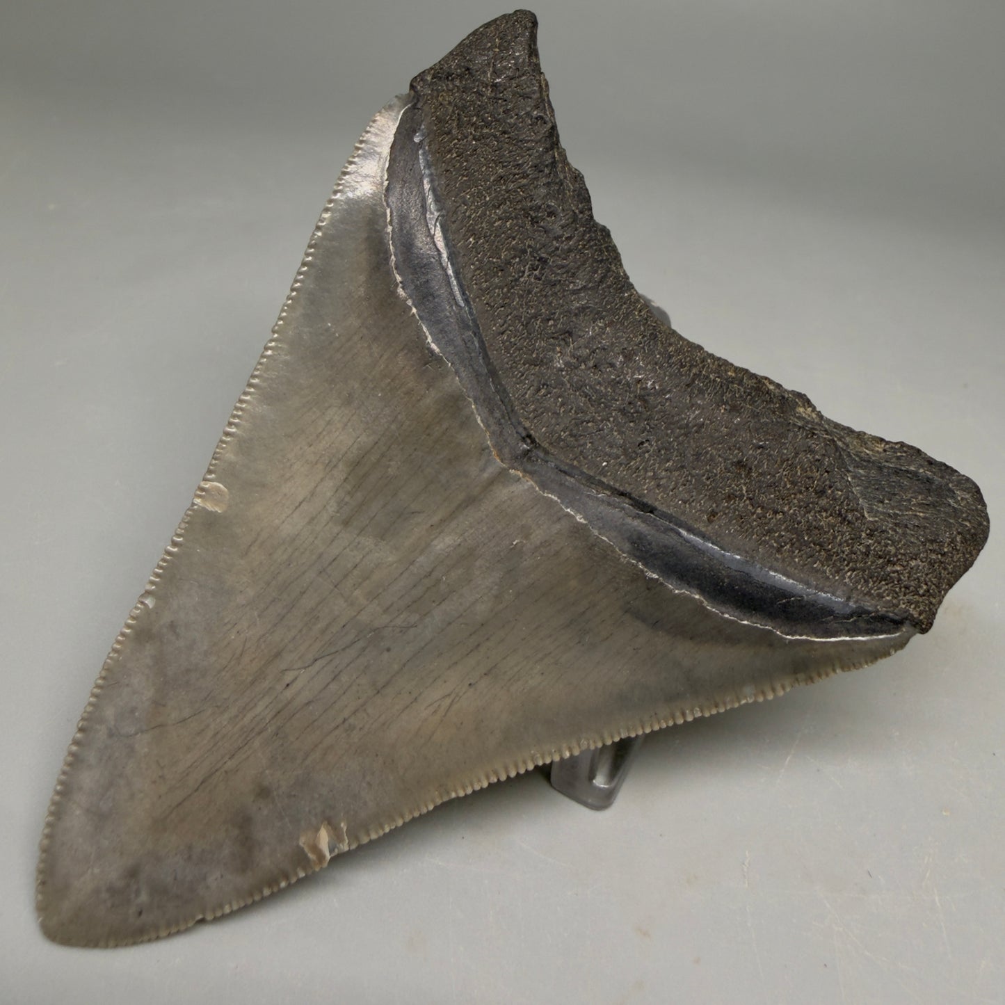 Back Right View Colorful, serrated 3.46" Fossil Megalodon Tooth from South Carolina CM6561