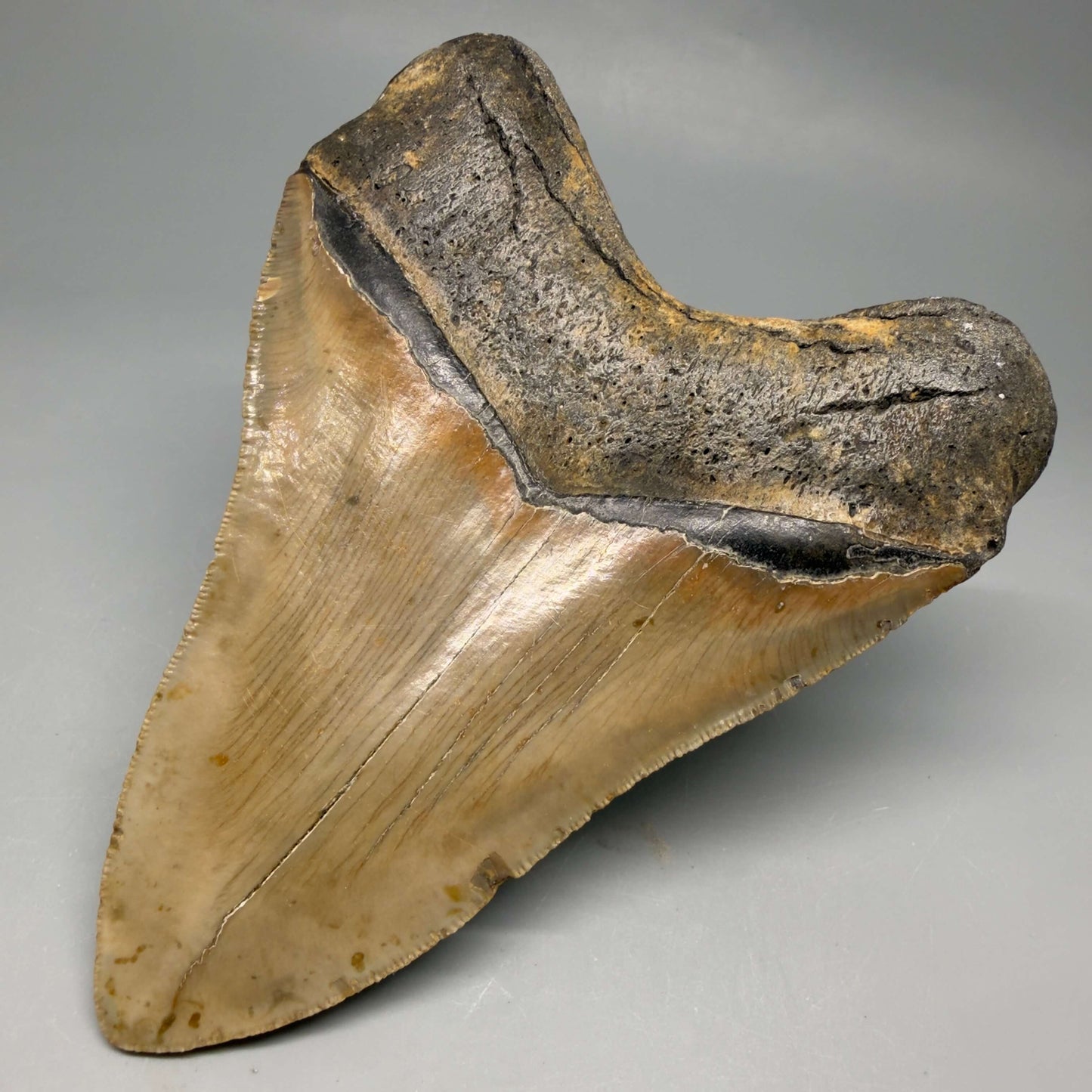 Back Right View Colorful, serrated, heart-shaped 4.98" Authentic Megalodon Tooth – North Carolina CM6463 