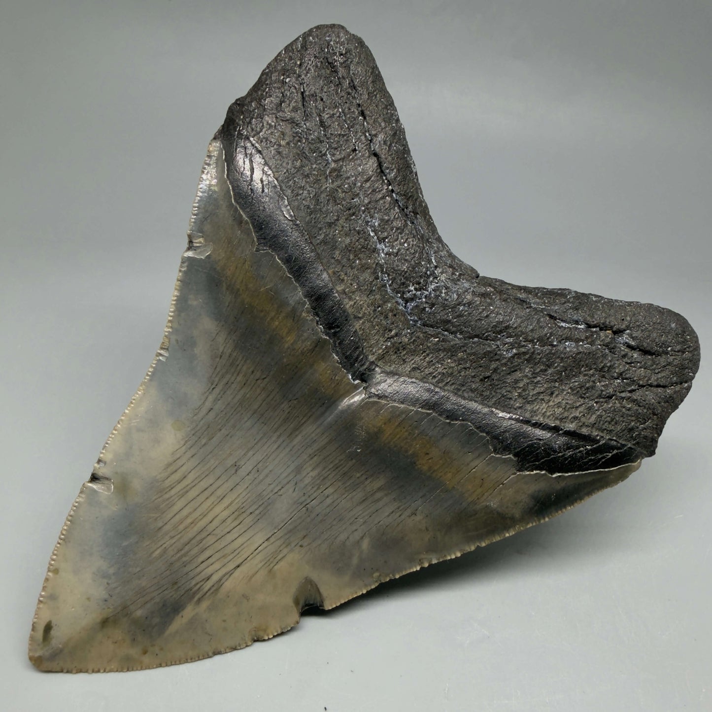 Back Right View Colorful, serrated, heart-shaped 5.19" Authentic Megalodon Tooth – North Carolina CM6465