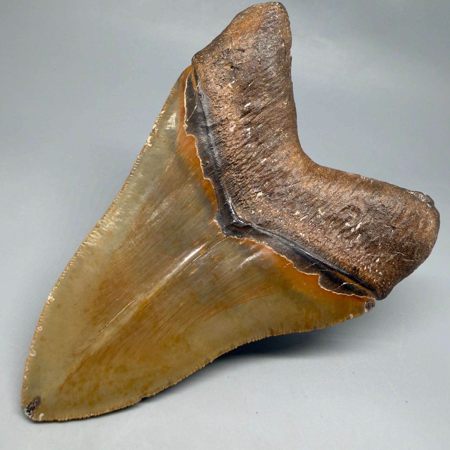 Back Right View Colorful, serrated, heart-shaped 5.32" Authentic Megalodon Tooth – North Carolina CM6464 