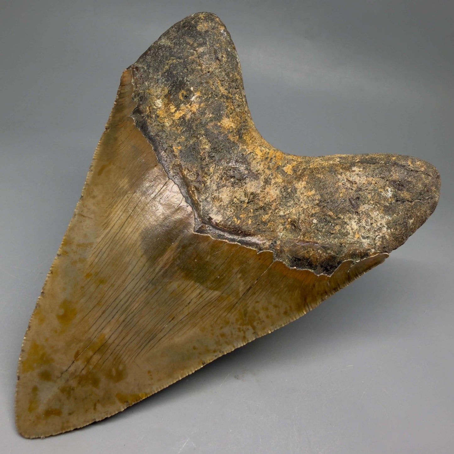 Back Right View Colorful, serrated, heart-shaped 5.35" Authentic Megalodon Tooth – North Carolina CM6466