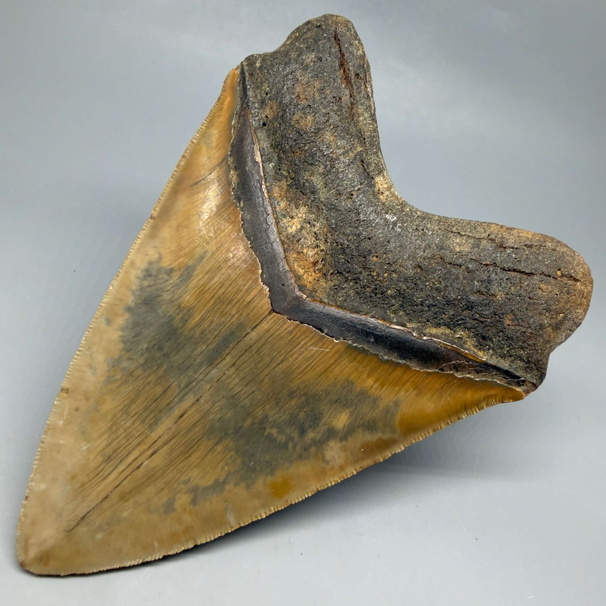 Back Right View Colorful, serrated, heart-shaped 5.62" Authentic Megalodon Tooth – North Carolina CM6467