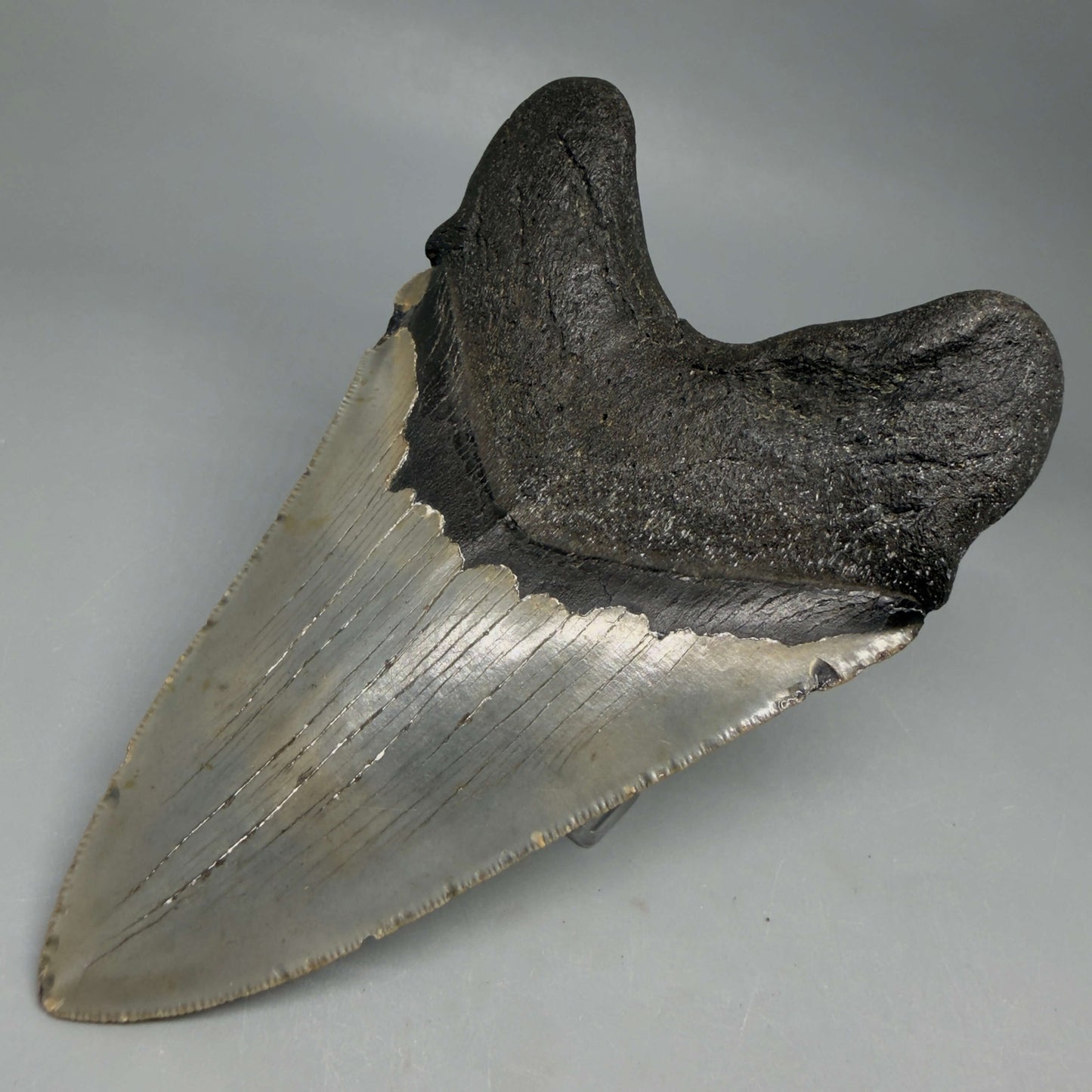 Back Right View Colorful, serrated, lower 5.44" Authentic Megalodon Tooth – North Carolina Fossil | Carcharocles megalodon CM6455 