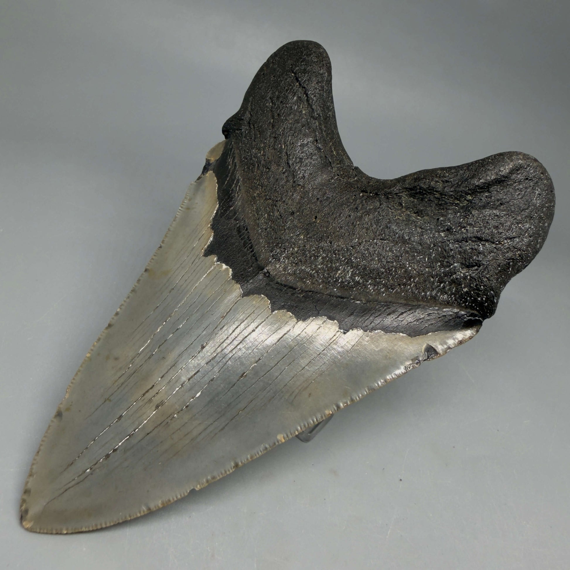 Back Right View Colorful, serrated, lower 5.44" Authentic Megalodon Tooth – North Carolina Fossil | Carcharocles megalodon CM6455 