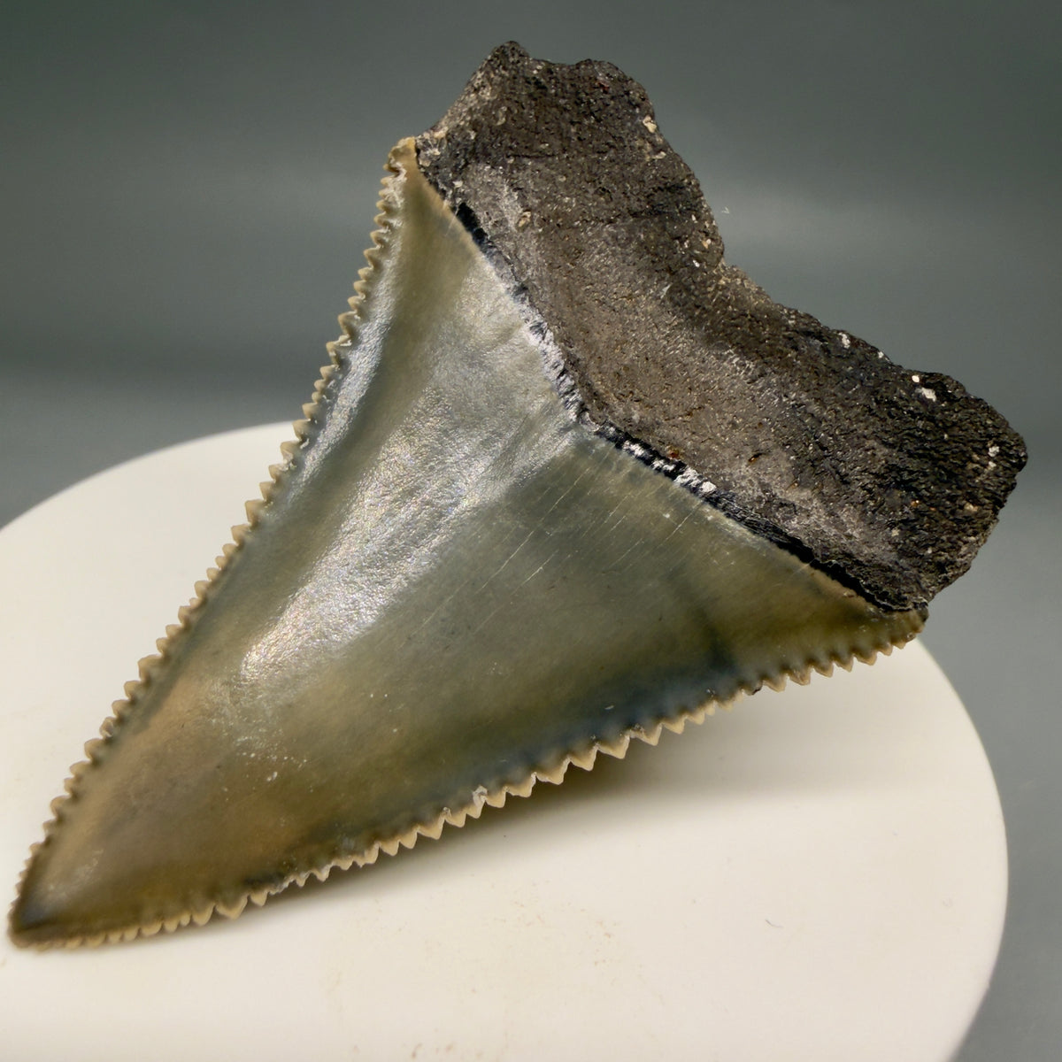 Back Right View Colorful, sharply serrated 2.17" Fossil Great White Tooth from Sarasota, Florida megalodonteeth.com GW1380 