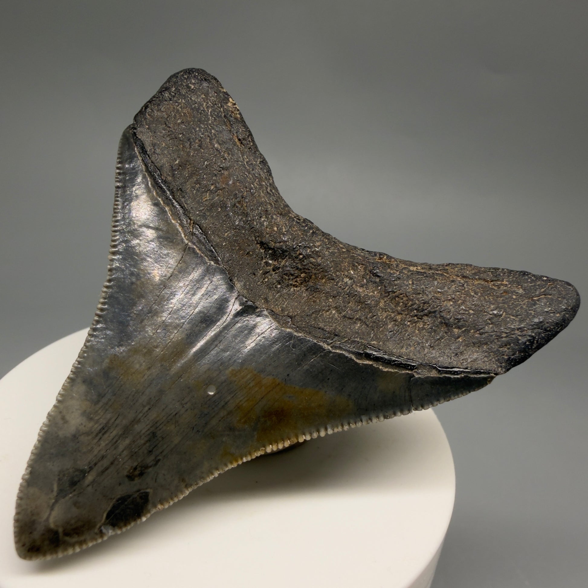 Back Right View Colorful, sharply serrated 2.73" Fossil Megalodon Tooth – South Carolina River | Megalodon Tooth CM6488