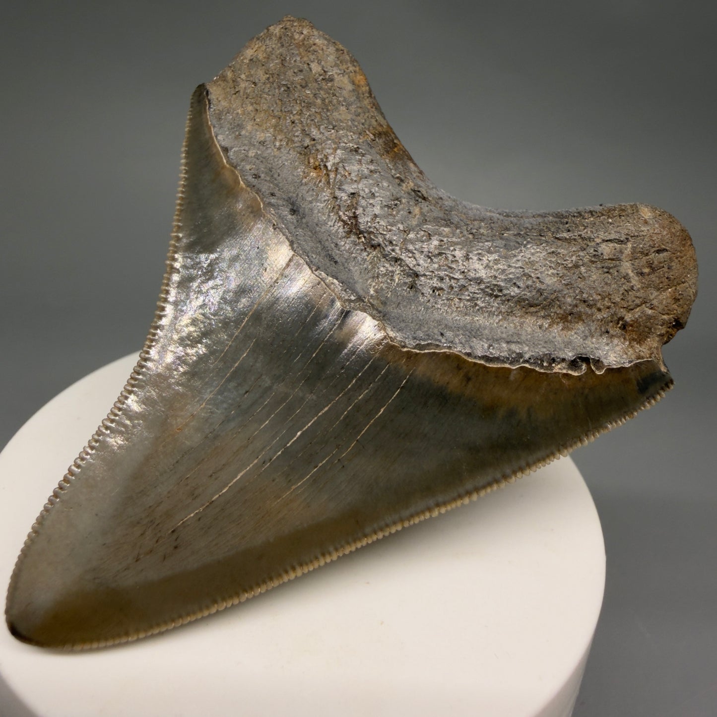Back Right View Colorful, sharply serrated 2.82" Fossil Megalodon Tooth from Georgia, USA megalodonteeth.com CM6524