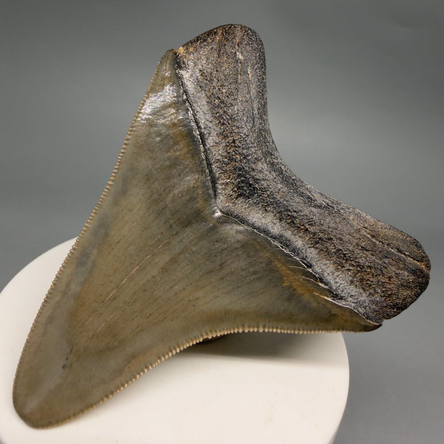 Back Right View Colorful, sharply serrated 2.95" Fossil Megalodon Tooth from Georgia, USA megalodonteeth.com CM6525 