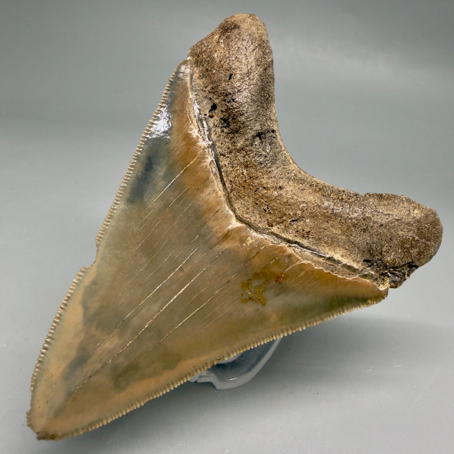 Back Right View Colorful, sharply serrated 3.28" Fossil Megalodon Tooth from Georgia, USA megalodonteeth.com CM6526