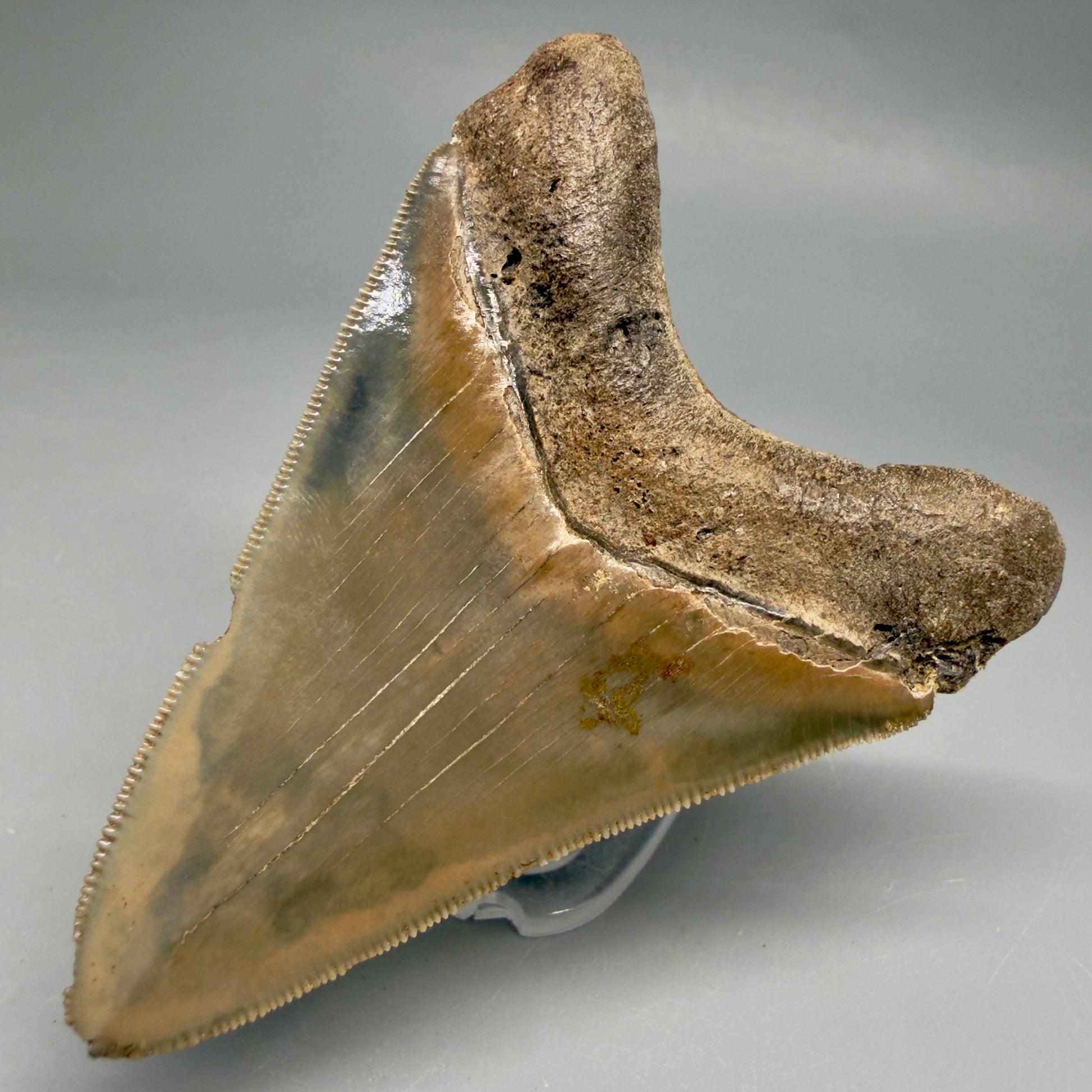 Back Right View Colorful, sharply serrated 3.28" Fossil Megalodon Tooth from Georgia, USA megalodonteeth.com CM6526