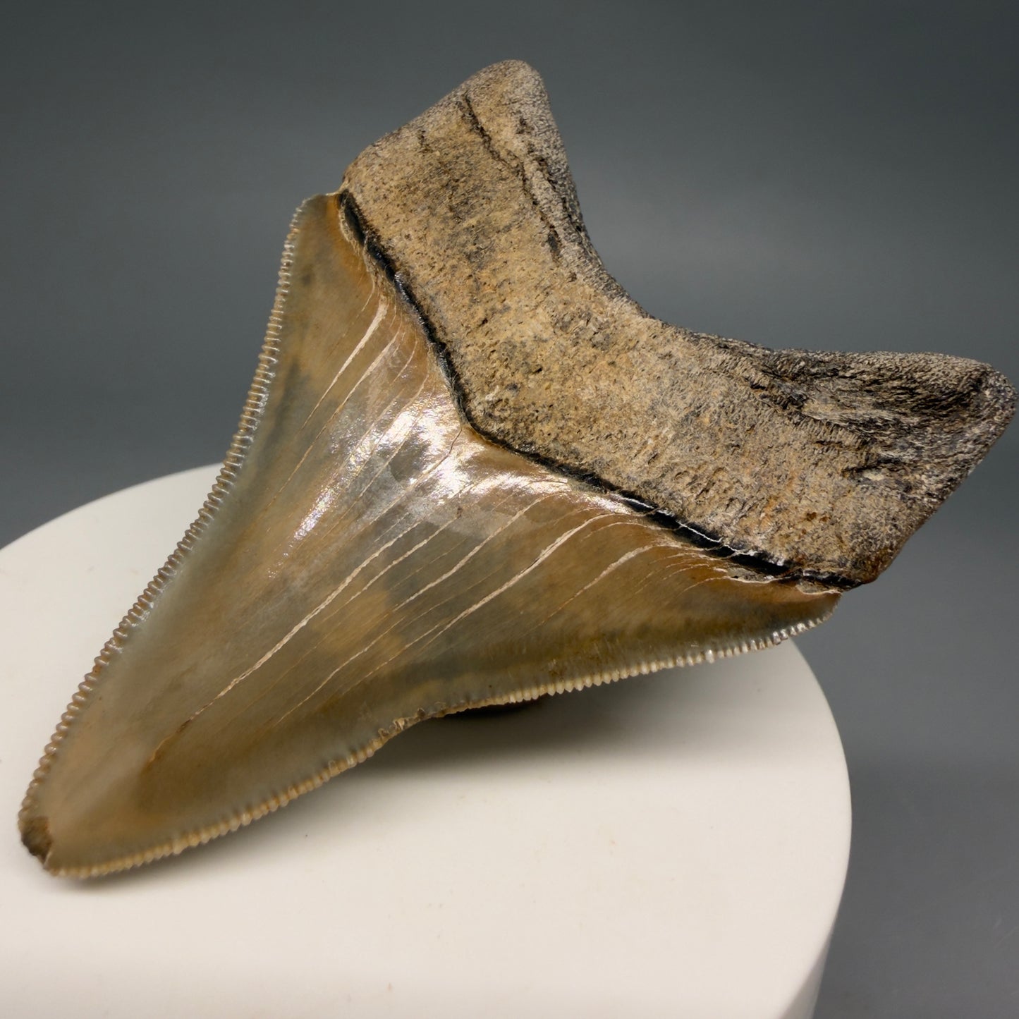 Back Right View Colorful, sharply serrated 3.54" Fossil Megalodon Tooth from Georgia, USA megalodonteeth.com CM6522