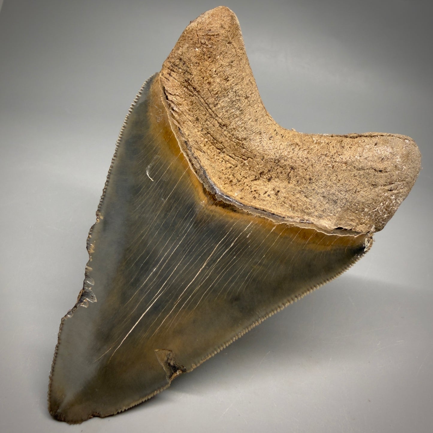 Back Right View Colorful, sharply serrated 4.13" Fossil Megalodon Tooth from Georgia, USA megalodonteeth.com CM6529