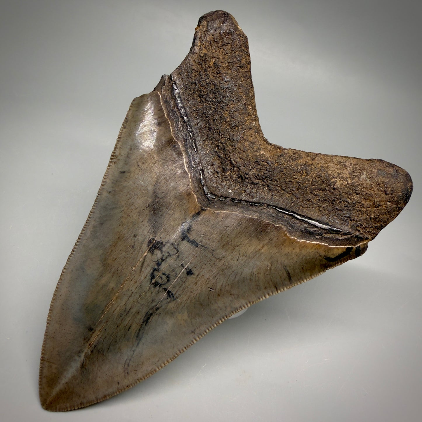 Back Right View Colorful, sharply serrated 4.65" Fossil Megalodon Tooth from Georgia, USA megalodonteeth.com CM6532
